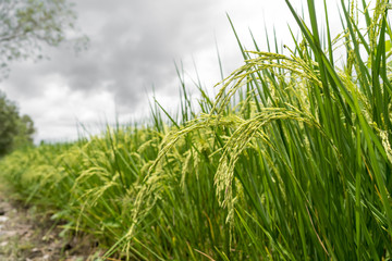 Rice paddy fields against cloudy sky.