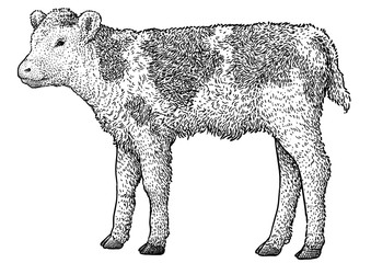 Calf illustration, drawing, engraving, ink, line art, vector