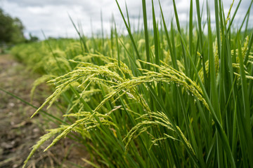 Rice paddy fields against cloudy sky.