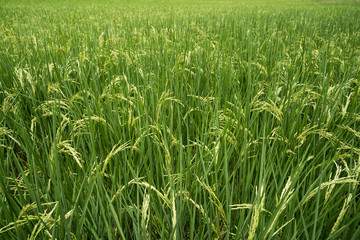 Rice paddy fields against cloudy sky.