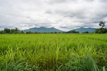 Rice paddy fields against cloudy sky.