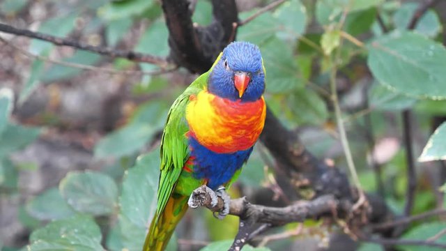 Parrot sits on a tree