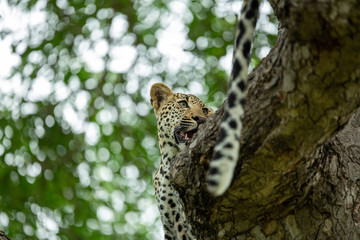 A young male leopard and his mother in a tree and playing around