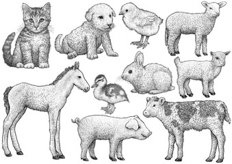 Young animal collection, illustration, drawing, engraving, ink, line art, vector
