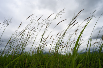 Long grass against cloudy dark sky.