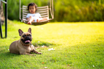 Cute french bulldog lying on grass with little girl on swing as background in park.