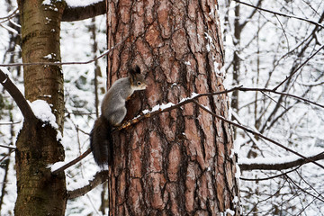 Wild squirrel portrait in winter forest. Red squirrel jumping