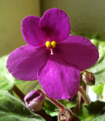 Purple senpolia in the sun