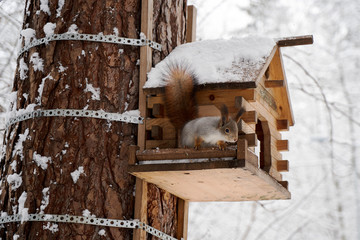 Wild squirrel portrait in winter forest. Red squirrel jumping