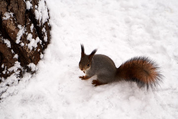 Wild squirrel portrait in winter forest. Red squirrel jumping