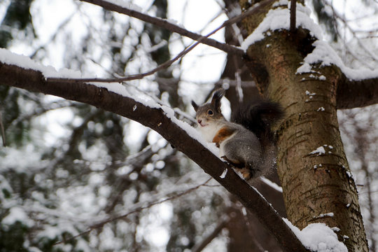 Wild squirrel portrait in winter forest. Red squirrel jumping