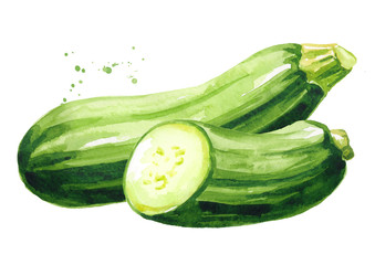 Green zucchini vegetable. Hand drawn watercolor illustration, isolated on white background