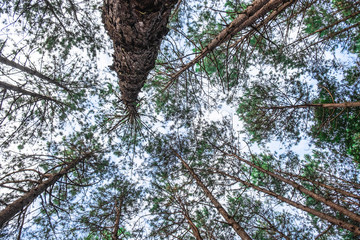 .Bottom view of wild pine trees.
