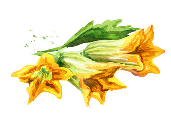 Fototapeta premium Zucchini flowers. Hand drawn watercolor illustration, isolated on white background