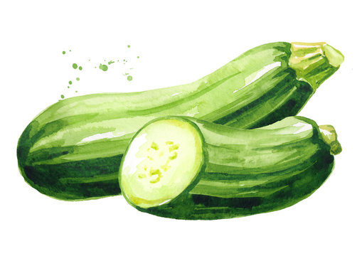 Green zucchini vegetable. Hand drawn watercolor illustration, isolated on white background
