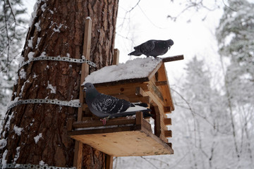 Rock Pigeon in a snowy forest,  perching on a birdhouse, close-up