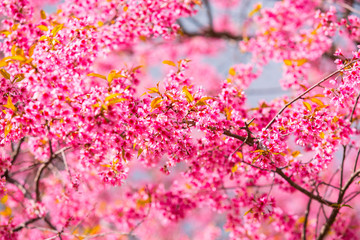 Obraz na płótnie Canvas Cherry blossom garden at khun wang national park Chiang Mai in northern Thailand