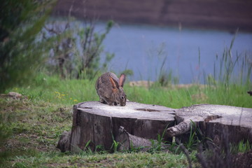 Rabbit