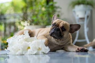 French bulldog lying on floor with white bouquet flower.