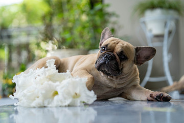 Obraz premium French bulldog lying on floor with white bouquet flower.