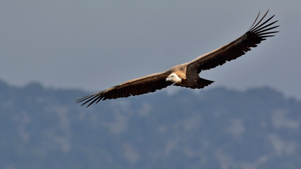 Fototapeta premium Griffon Vulture - Gyps fulvus, Crete