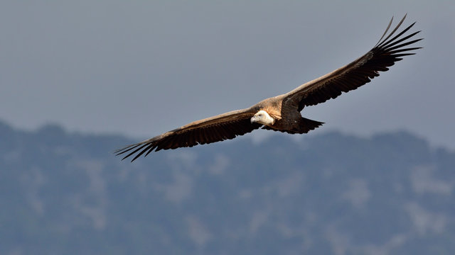 Griffon Vulture - Gyps fulvus, Crete