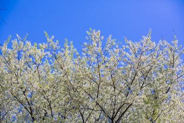 Cherry blossom garden at khun wang national park Chiang Mai in northern Thailand