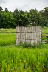 Fototapeta na wymiar Shower at rice paddy field outdoor.