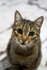 Striped gray cat looking at camera, close-up, indoors