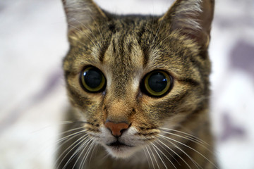 Striped gray cat looking at camera, close-up, indoors