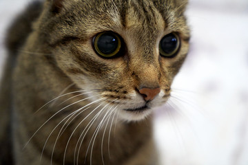 Striped gray cat looking at camera, close-up, indoors