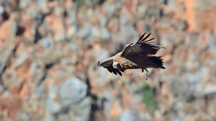 Griffon Vulture - Gyps fulvus, Crete