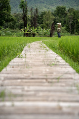 Fototapeta na wymiar walk way at paddy rice field.