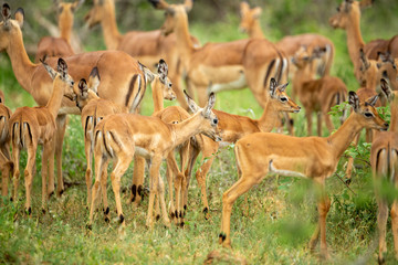 Naklejka na ściany i meble A breeding herd of impala with a nursery group of lambs