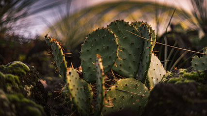 Cactus close-up with strong colors and a blurry background