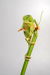 young Veiled chameleon / junges Jemenchamäleon (Chamaeleo calyptratus)  © bennytrapp