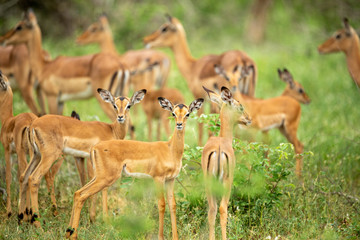 A breeding herd of impala with a nursery group of lambs