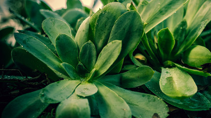 Close up of strong green leaves with bright green colors