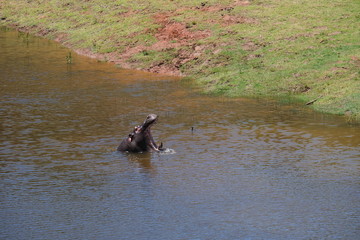 Hippo yawning