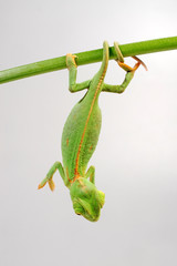 young Veiled chameleon / junges Jemenchamäleon (Chamaeleo calyptratus)  © bennytrapp