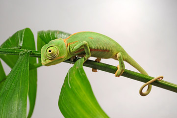 young Veiled chameleon / junges Jemenchamäleon (Chamaeleo calyptratus)  © bennytrapp