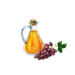 watercolor drawing grape seed oil