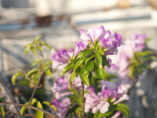 Garlic vine purple flower Magnoliophyta is Magnoliopsida ,Mansoa alliacea name, Light purple flowers The base of the petals are slightly connected together