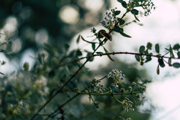 Close up of strong green leaves with bright green colors