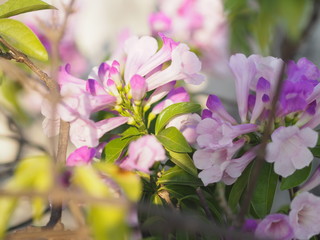 Fototapeta premium Garlic vine purple flower tree