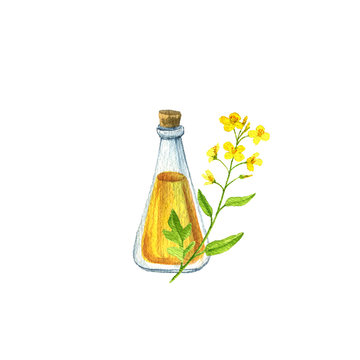 watercolor drawing canola oil