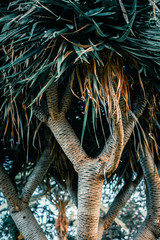 Palm tree close up of strong green leaves with bright green colors