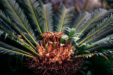 Palm tree close up of strong green leaves with bright green colors