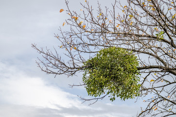 Bird's nest in the branches of a tree in the national park Fruska Gora