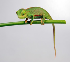 young Veiled chameleon / junges Jemenchamäleon (Chamaeleo calyptratus)  © bennytrapp